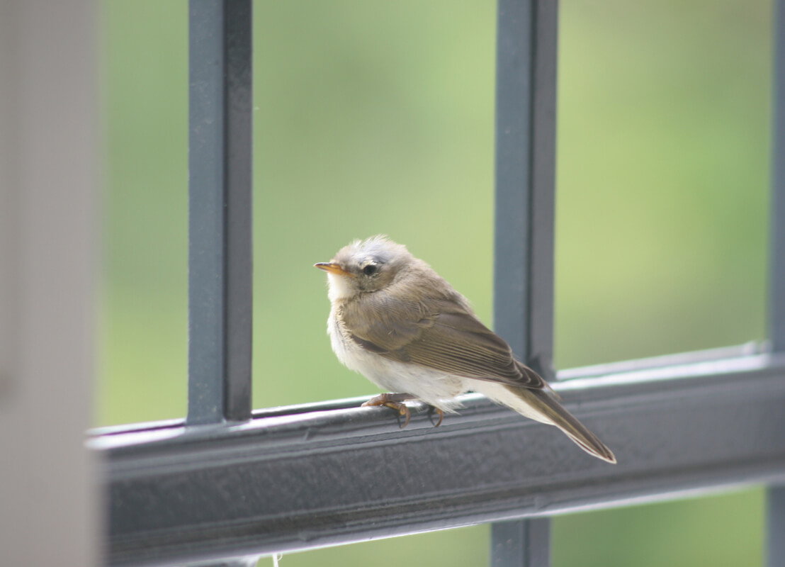 Oiseau fenêtre